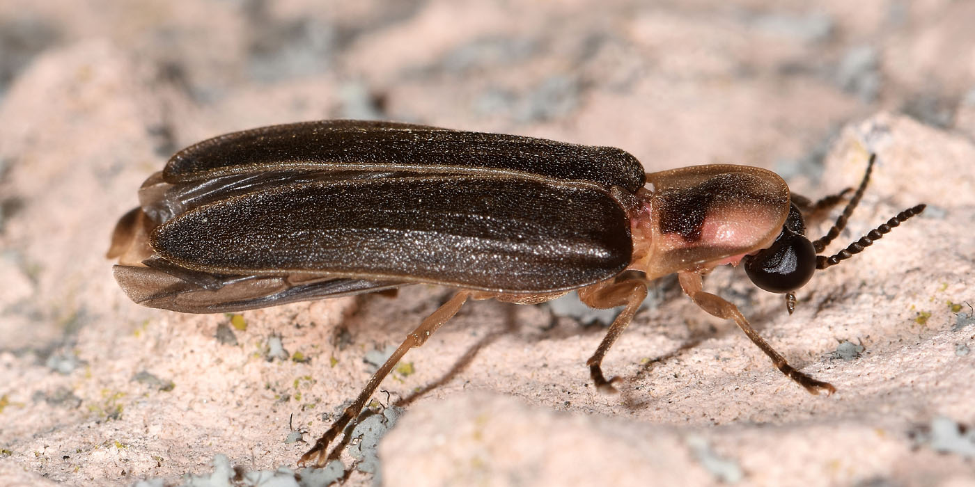 Lampyridae: Lampyris sp?  S, Lampyris fuscata